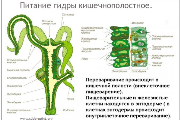 Kraken tor