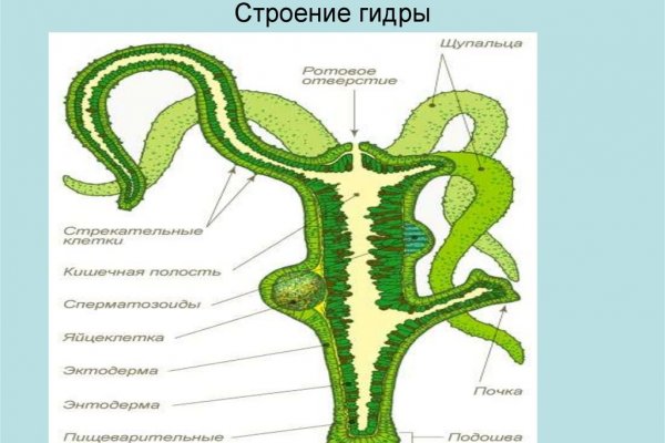 Прямая ссылка на кракен